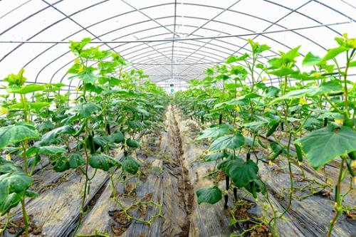 冷空氣頻頻來(lái)襲 蔬菜生產(chǎn)“防”字當(dāng)頭